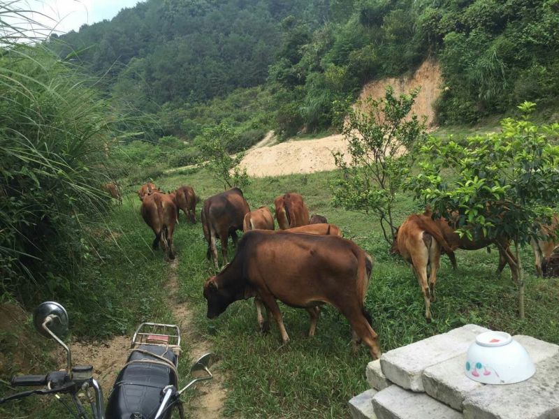 黄牛200~300kg