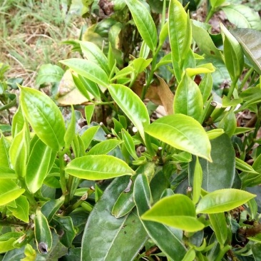 本山茶一级