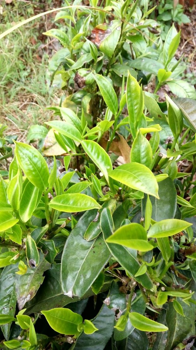 本山茶一级