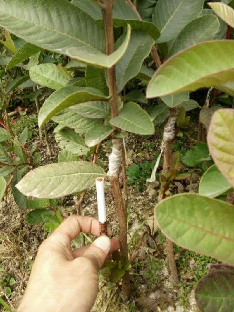 西瓜番石榴苗红心西瓜番石榴，白心的珍珠