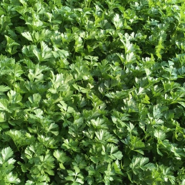 西芹50cm以上