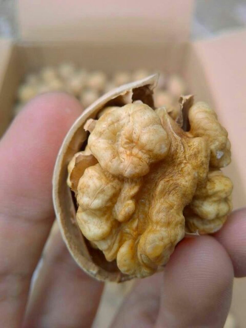 纸皮核桃30mm以上去皮干