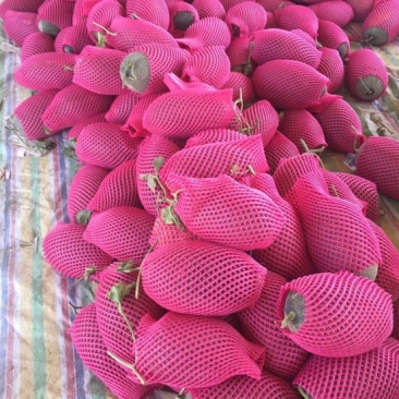 伽师瓜