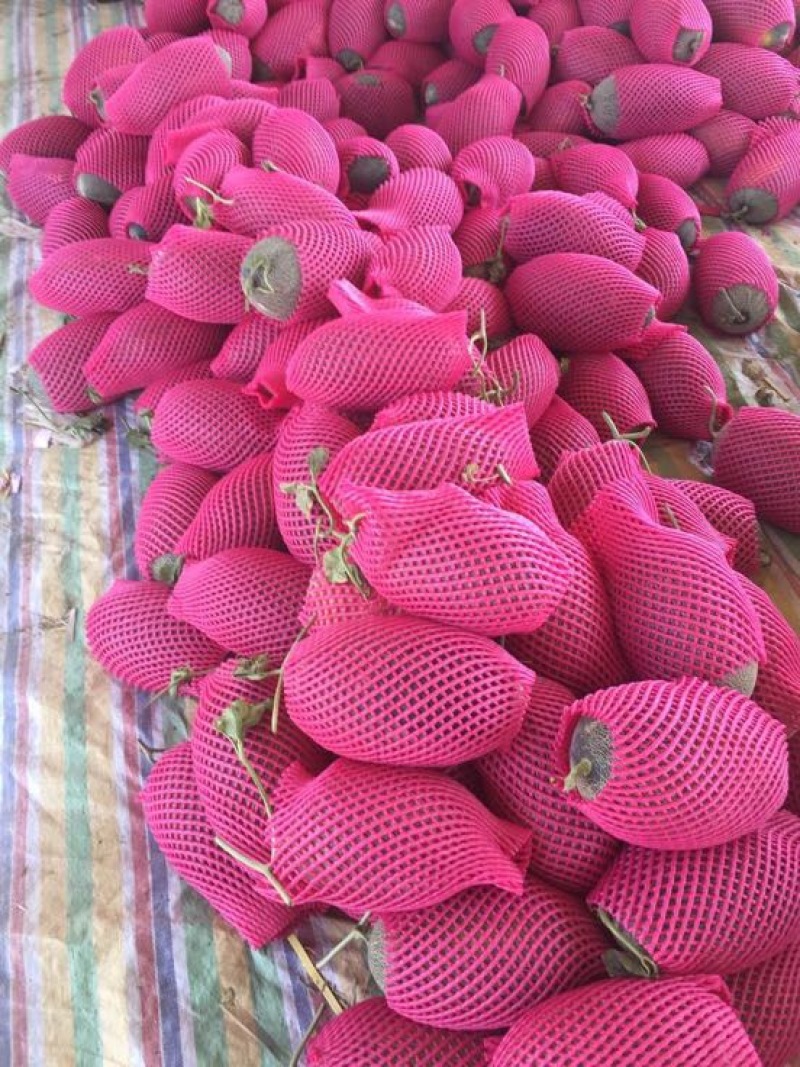 伽师瓜