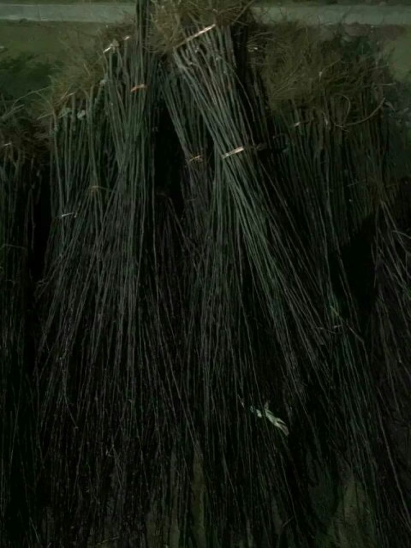 苹果树2cm以下2~4cm4~6cm4cm以下4~