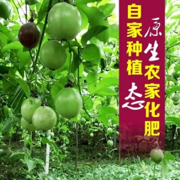 百香果紫果80~90g