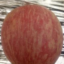 红富士苹果70mm以上纸+膜袋