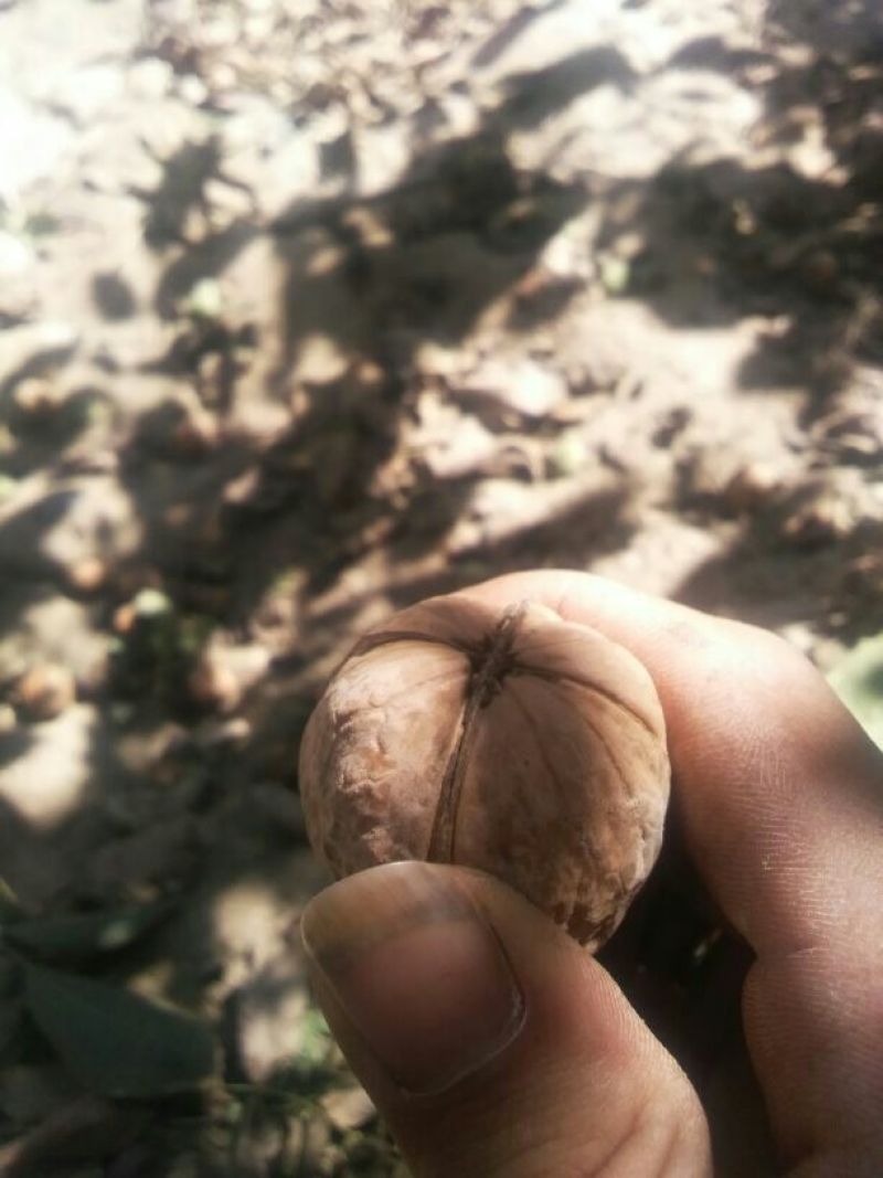 核桃去皮干