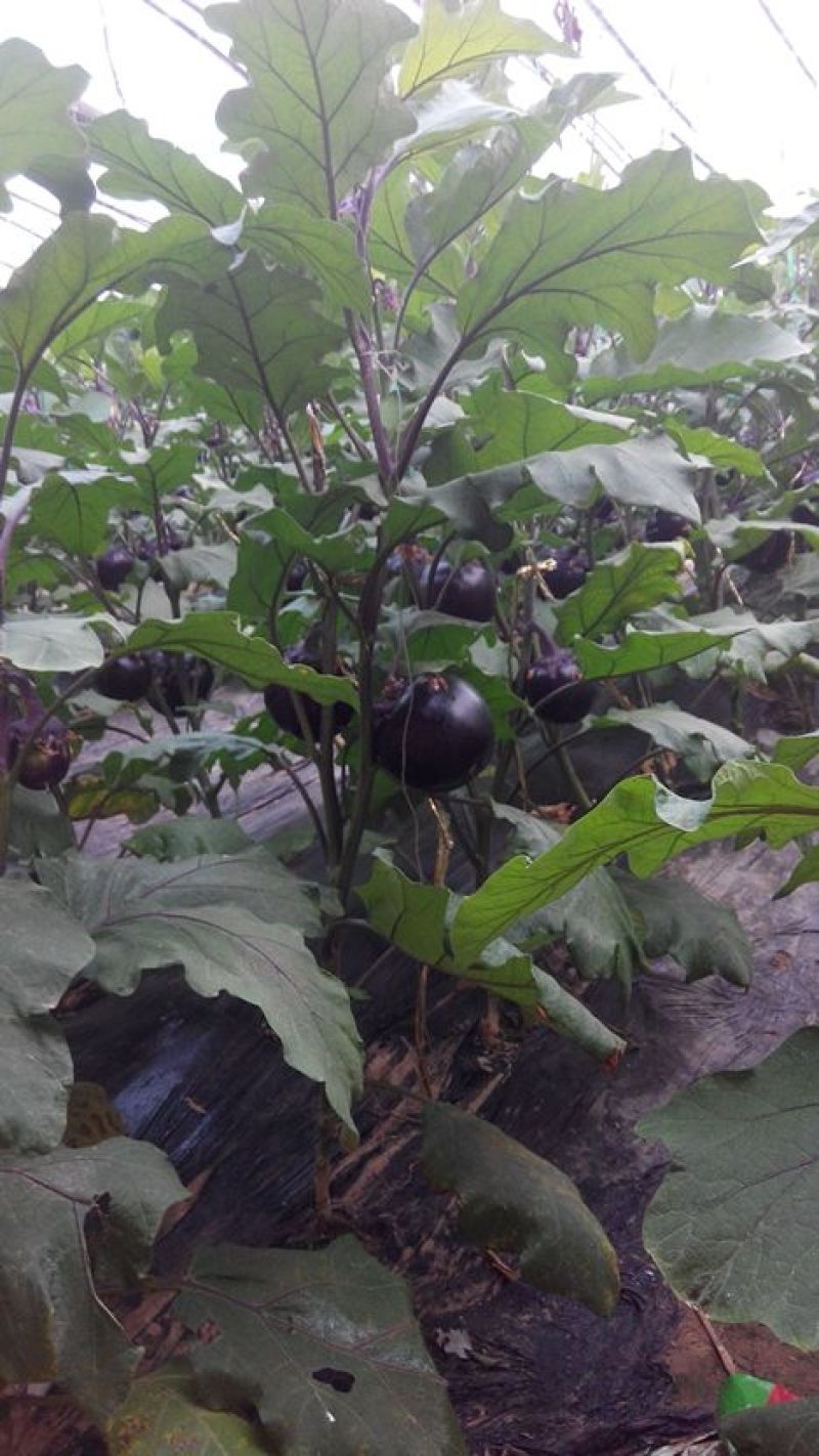 圆茄，黑亮圆茄，紫光圆茄，快元，供应全国各地市场