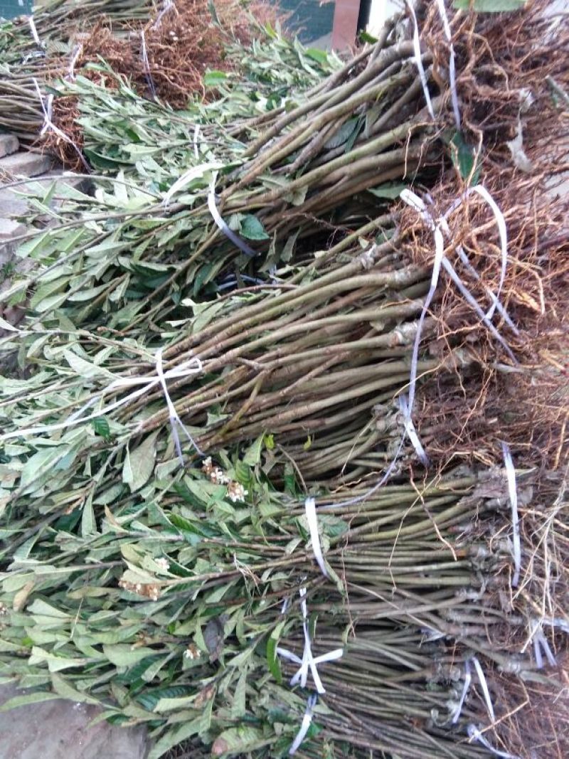 精品枇杷树苗大量出售质优价廉杜绝假苗劣质苗量大从优