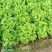 散叶生菜6两~0.78，质量好，价格稳定，诚信经营！