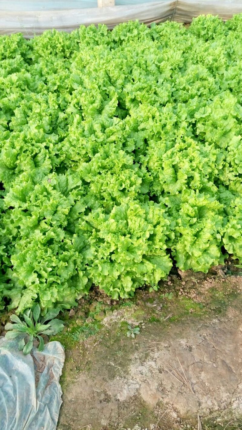 散叶生菜6两~0.78，质量好，价格稳定，诚信经营！