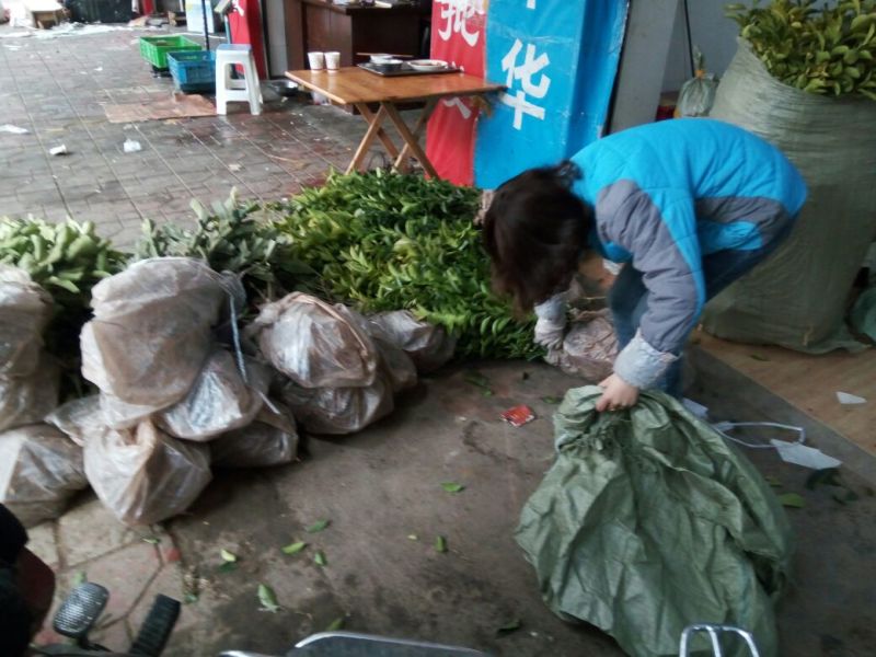 沙糖桔苗苗好无病，可签合同。