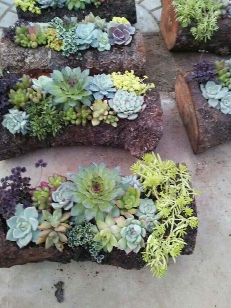 多肉植物含盆