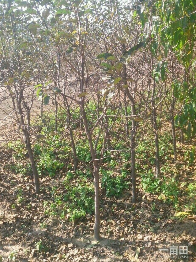 吉塞拉矮化美早樱桃苗2年苗