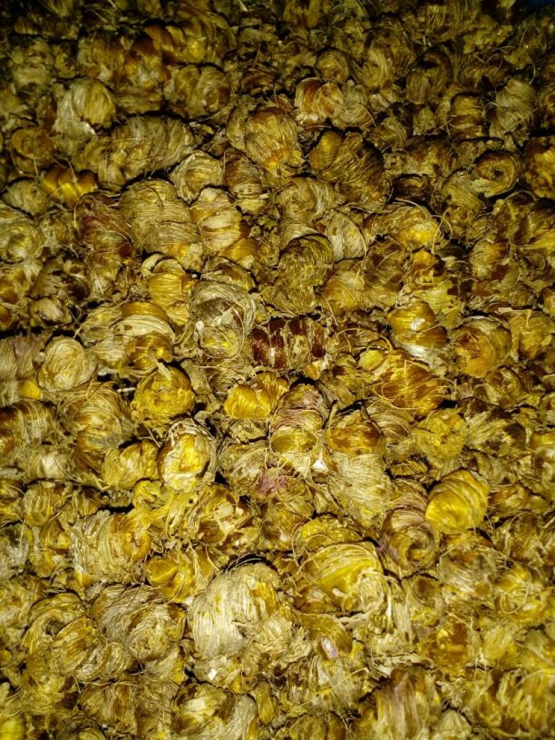 紫皮石斛枫斗统