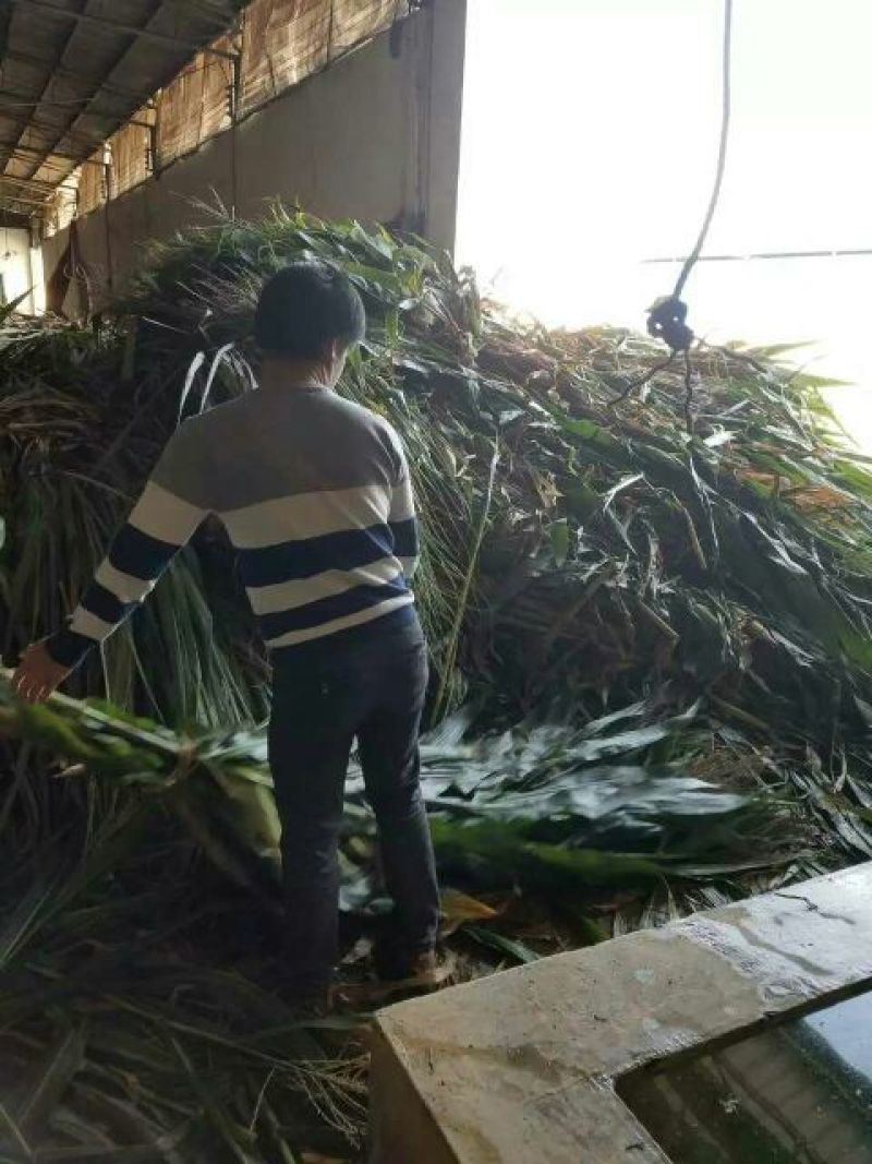 巴马香猪母