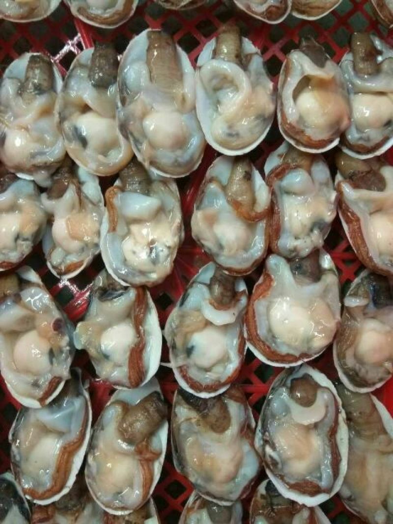 海螺食用鲜活5~10只/kg