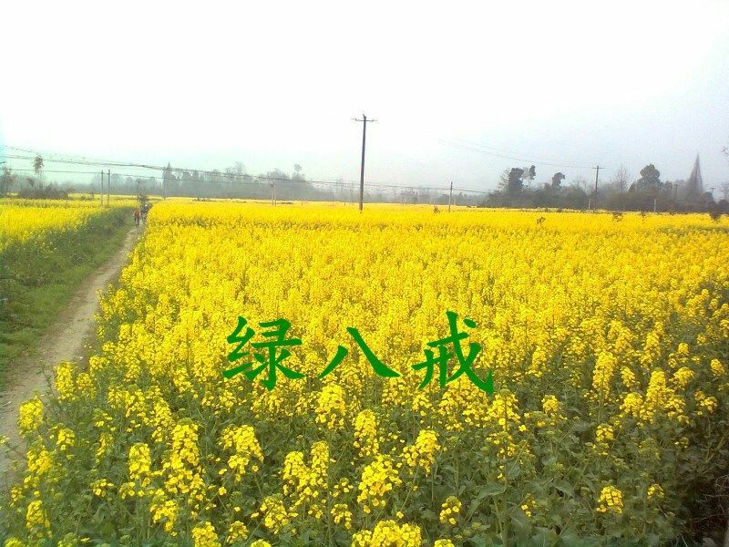 油菜籽1