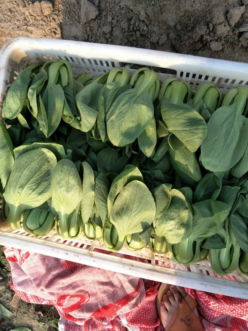 山东聊城上海青以大量上市需要的联系可以发往全国各地