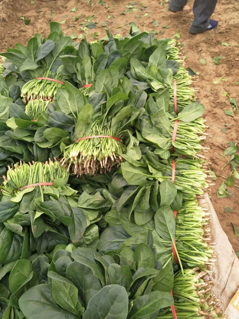 菠菜20~25厘米