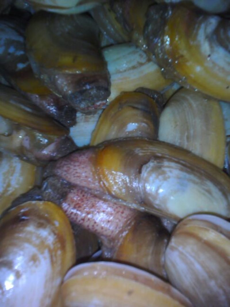 海螺食用鲜活5~10只/kg