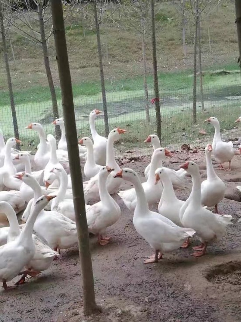 鹅苗