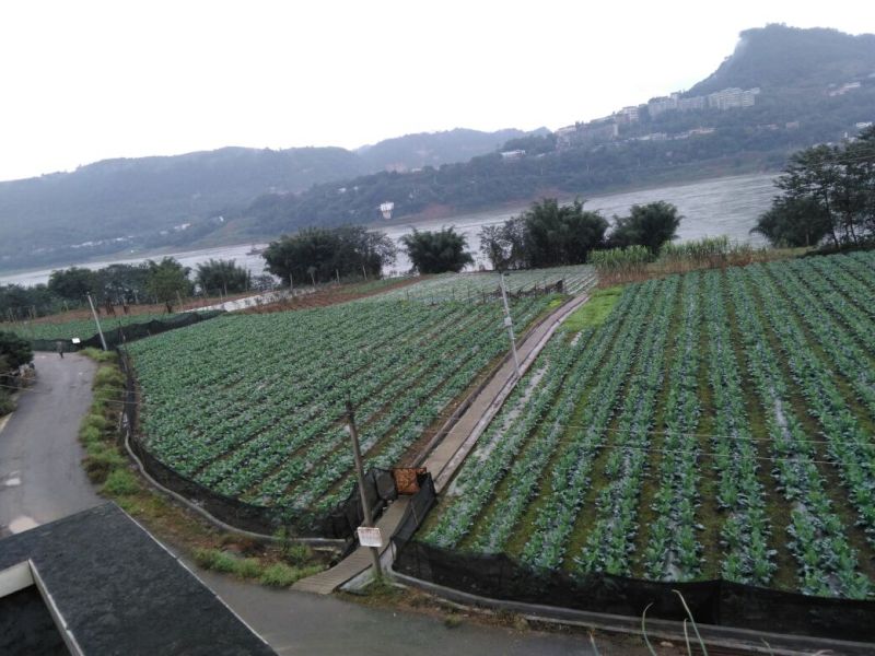 白花菜散装