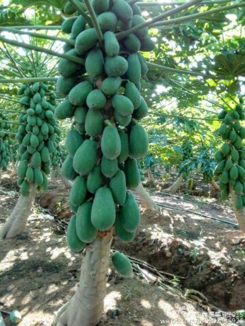 海南红心牛奶大青木瓜，支持一件代发，