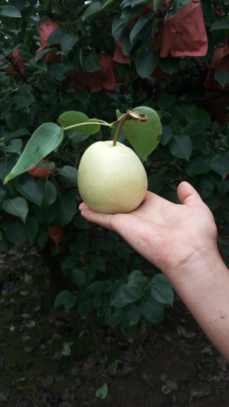 酥梨200~250g纸箱