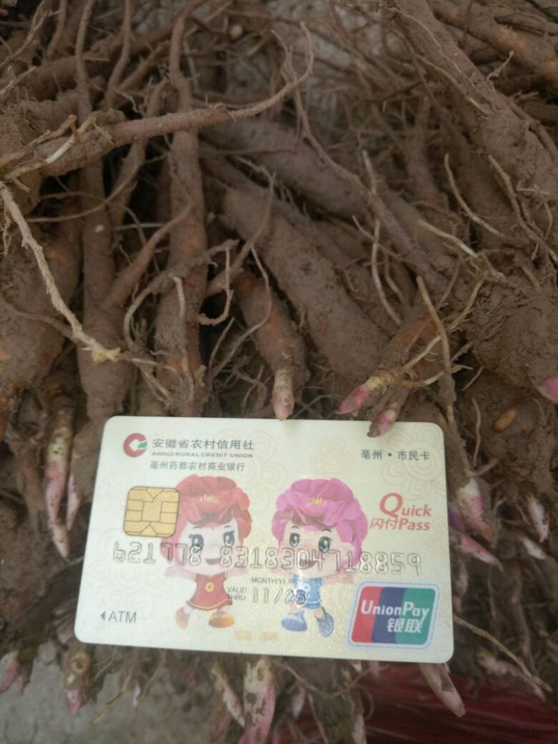 芍药苗10cm以下
