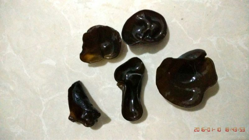 东北林下人工采摘小黑山秋耳特级