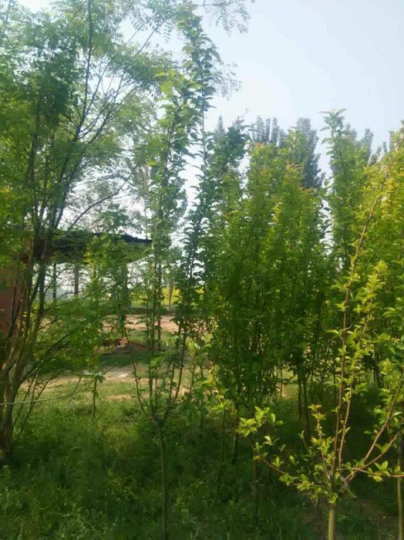 黄栌