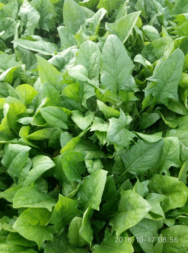 大叶菠菜15~20厘米