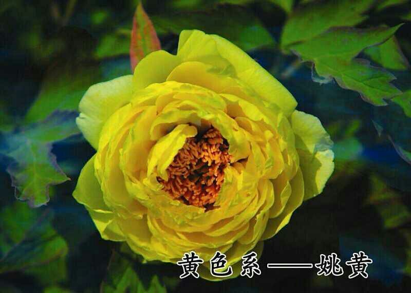 牡丹杂色品种一至五年苗