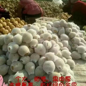 沙澧特晚秋黄梨350~400g纸箱