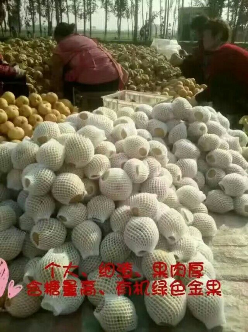沙澧特晚秋黄梨350~400g纸箱