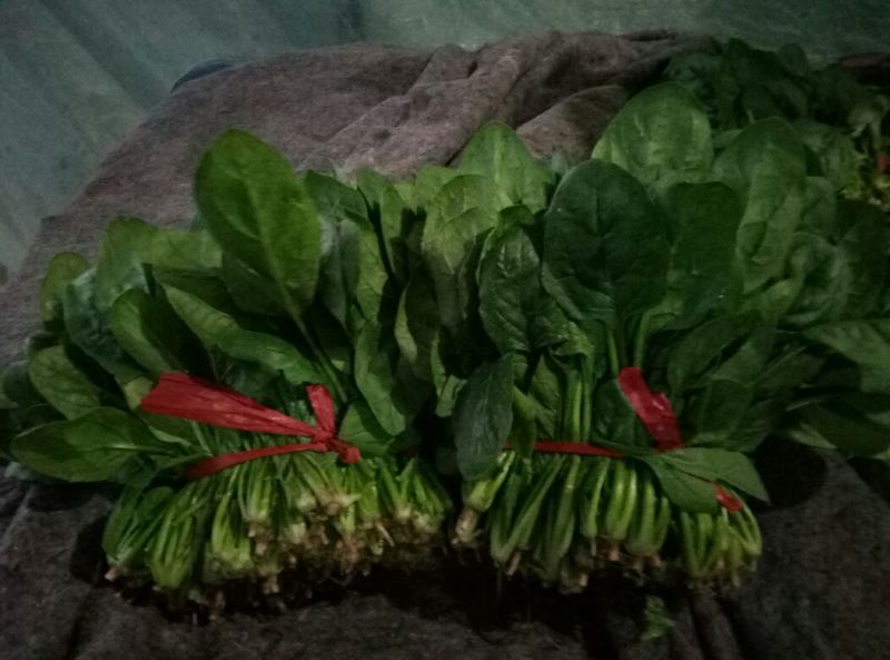 大叶菠菜15~20厘米