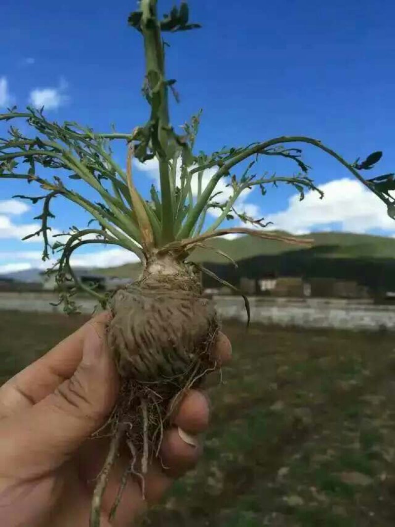 黑玛卡黑色