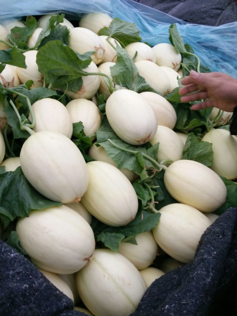 万亩东方蜜1号甜瓜东方蜜大量供应实力代办