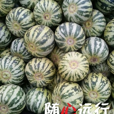 🔥花蕾甜瓜🔥产地直发:支持一件代发电商