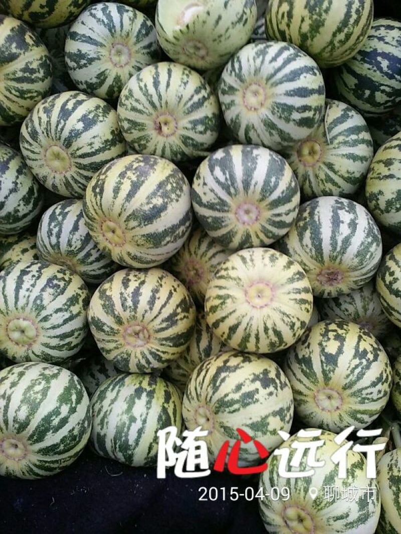 🔥花蕾甜瓜🔥产地直发:支持一件代发电商