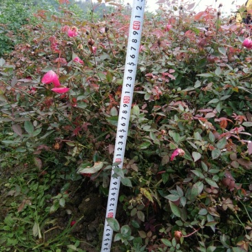 丰花月季苗30~40cm