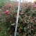 丰花月季苗30~40cm