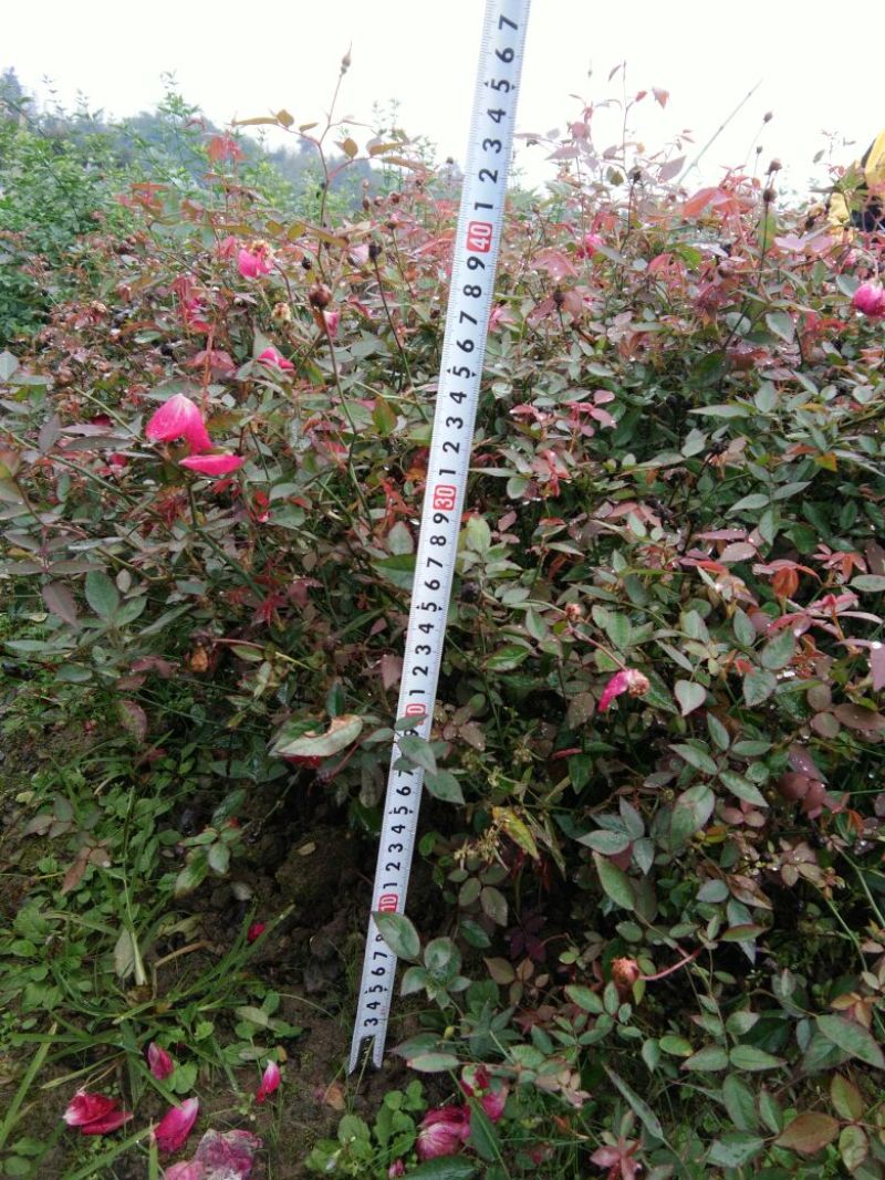 丰花月季苗30~40cm