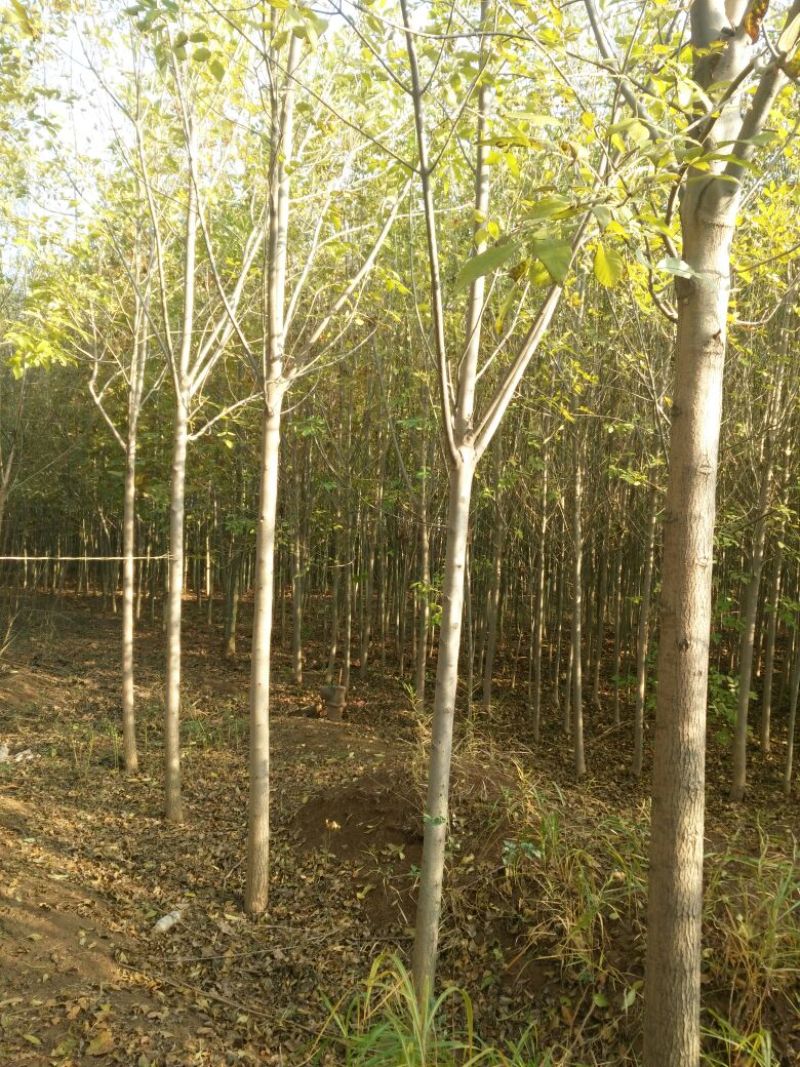 速生白蜡6~8cm10~12cm