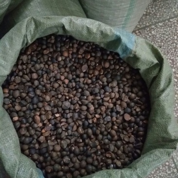 山茶籽油