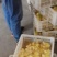 鹅苗250g以下