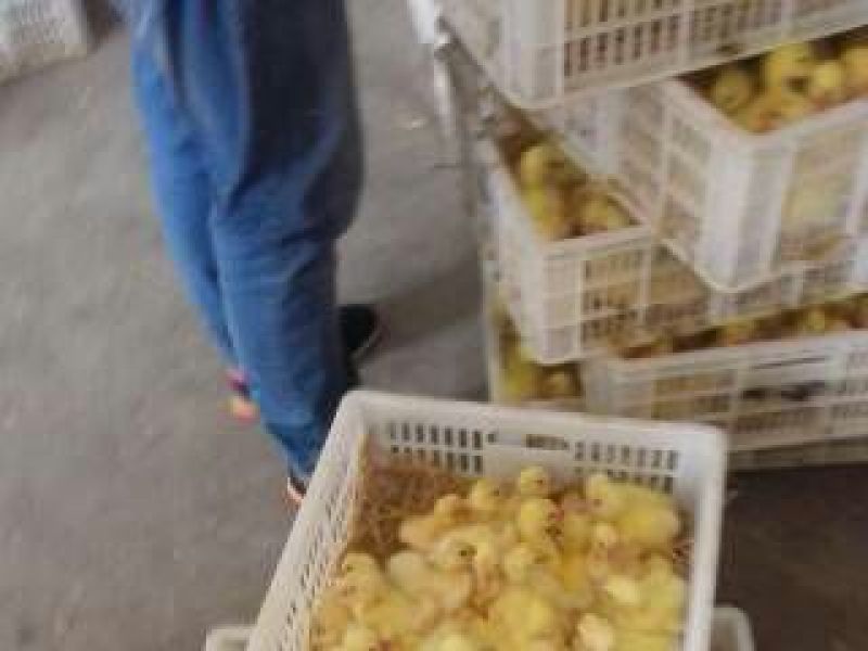 鹅苗250g以下