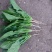 越冬菠菜15~20厘米